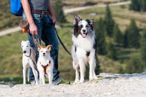 Three dogs on a hike