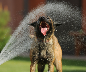 dog-getting-sprayed-summer-heat