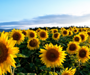 sunflower-field-summer